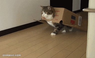 Gato caminando con una caja de cartón demasiado pequeña, ejemplo divertido de un empaque inadecuado